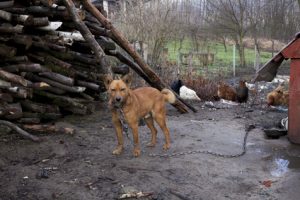 neglected dog with no shelter, food, water