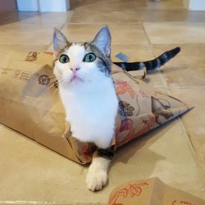 gabriels paper bag fort