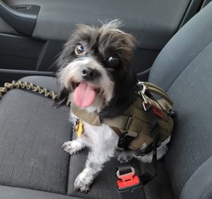 Bandit Ready For A Petsmart Run